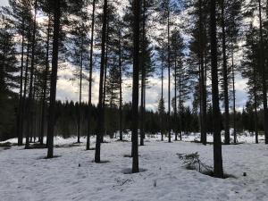 un grupo de árboles en un bosque nevado en Rena Hostel, en Rena