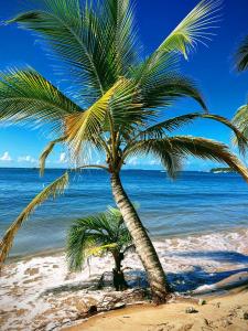 uma palmeira numa praia com o oceano em Jambo 1 em Marau