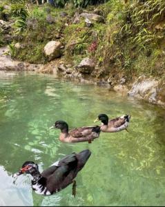 Tres patos nadando en el agua en un río en Eco Hostal Tierra de Agua y Fuego, en San Rafael