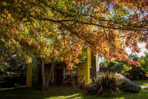 a yellow house with a tree in front of it at la candelaria in Tandil