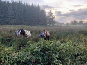 tres caballos parados en un campo de hierba alta en Forest View Cabin en Ballaghaderreen