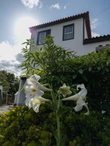 Loving Strangers Hostel في مادالينا: مجموعة من الزهور البيضاء أمام المنزل