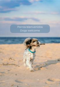un perro corriendo por la playa con un palo en la boca en Chocolate Cookie- Piscina, terraza soleada, cocina completa y WIFI, en Corralejo