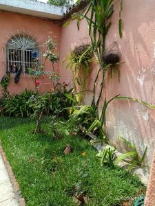 Antigua Sweet Apartment في أنتيغوا غواتيمالا: حديقة فيها نباتات أمام جدار وردي