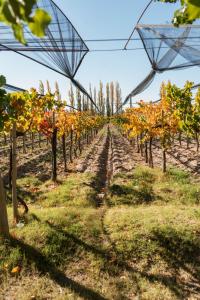 Un jardín fuera de Posada Bonarda San Rafael