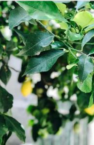 ラ・スペツィアにあるLittle Lemon Gardenの木の上の緑の葉