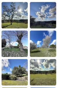 eine Collage von Fotos eines Baumes auf einem Feld in der Unterkunft CASA IL MANDORLO NEL CHIANTI in Castellina in Chianti