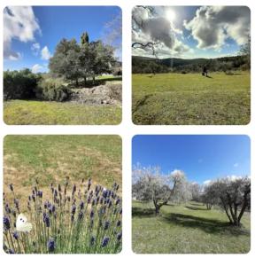 4 Bilder eines Feldes mit Blumen und Bäumen in der Unterkunft CASA IL MANDORLO NEL CHIANTI in Castellina in Chianti