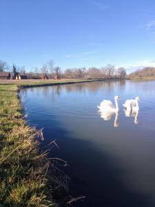 Zwei weiße Schwäne schwimmen in einem See in der Unterkunft La Halte du Canal in Luthenay-Uxeloup