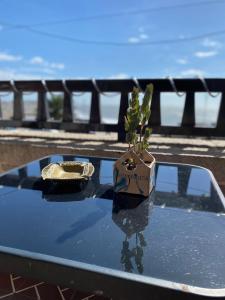 una planta sentada en el capó de un coche en Costa Esperanza MDQ en Mar del Plata