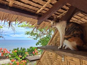 Domácí mazlíčci ubytovaní s hosty v ubytování Paseo Del Mar Seaside Inn