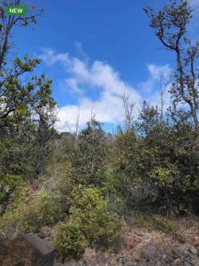 a view of a forest with trees and bushes at Bring Your Camp in Hawaiian Ocean View