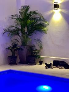 un gato blanco y negro sobre una mesa con plantas en Hotel Casa Prisca, en Coyuca