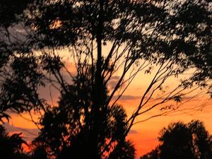 une silhouette d'un arbre avec un coucher de soleil en arrière-plan dans l'établissement Nyore Hillside Retreat, à Mbarara