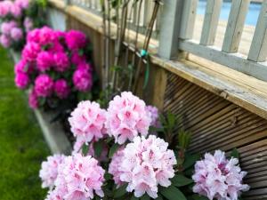 a bunch of pink flowers on a balcony at Woodlea Farm in Four Marks
