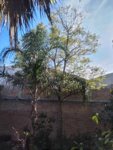 two trees in front of a brick wall at Posada Hortencia in La Huerta