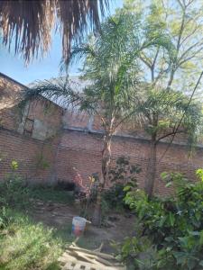 a palm tree in a garden next to a brick wall at Posada Hortencia in La Huerta