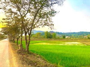un camino de tierra junto a un campo con un árbol en Nhà nghỉ Tâm Cường en Diện Biên Phủ