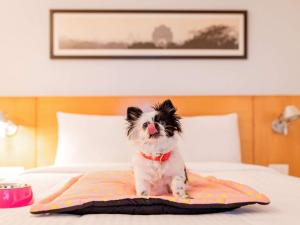 a dog sitting on a blanket on a bed at ibis Gurgaon Golf Course Road - An Accor Brand in Gurgaon
