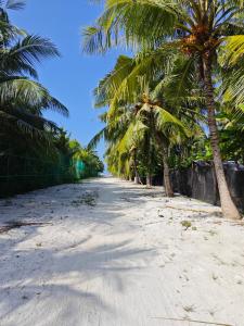 una carretera bordeada de palmeras en una playa en Miyaru Lodge Divers en Mandhoo