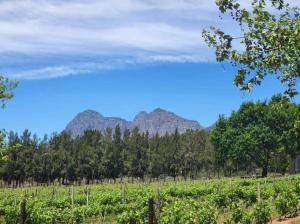 a view of a vineyard with mountains in the background at Mon Rêve Estate in Cape Town