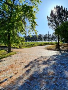 a shadow of a tree on a brick road at Mon Rêve Estate in Cape Town