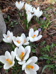 grupa białych kwiatów na ziemi w obiekcie LEŚNA OSADA w mieście Tuchlin