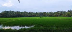 paddy farm varkala في فاركَالا: حقل من العشب الأخضر مع الأشجار في الخلفية