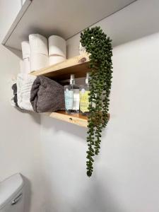 a green plant on a shelf next to a toilet at Sea Point at Princeton Place in Cape Town