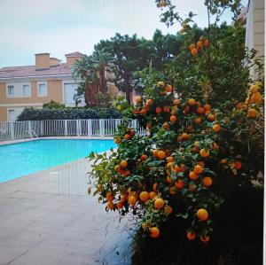 einem Orangenbaum vor einem Pool in der Unterkunft Frontière direct Monaco Studio en Résidence in Beausoleil