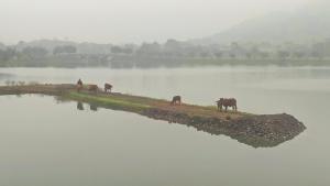 a group of horses on an island in a body of water at Mai Home Ninh Bình in Ninh Binh