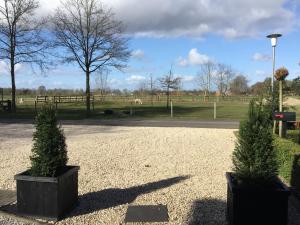 twee bomen in potten op een grindparkeerplaats bij Ferienwohnung Lands Huys in Dersum