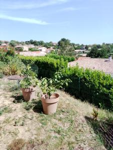 three potted plants sitting on the grass in a garden at Agréable pavillon in Nailloux