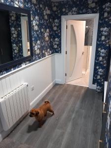 un petit chien brun debout dans un couloir dans l'établissement The Irish Highlands Haven, à Ennis
