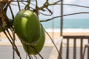 a close up of a green fruit hanging from a tree at Tahiti Hotel in Cotonou