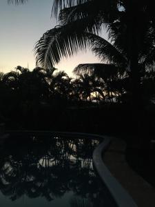een silhouet van een palmboom naast een zwembad bij New Haven Guesthouse in Sosúa