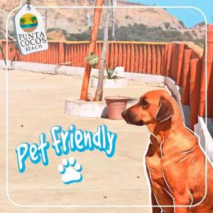 a brown dog sitting next to a fence at Punta Cocos Beach Casitas in Zorritos