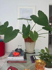 una planta en una olla en una mesa con libros en Lovely, light and calm 1-bedroom apartment en Ámsterdam