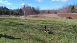 un perro caminando en un campo con una valla en Howland's Hideout en Sampson