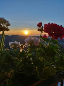um vaso de flores com o pôr-do-sol ao fundo em Casa Rubbo - Appartamento in collina 'Monviso' em Alba