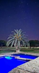 a palm tree in front of a blue pool at night at Hide Away Wedding,Conference & Function Venue in Bela-Bela