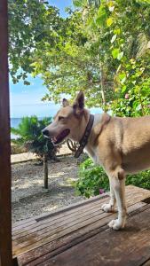 un perro parado sobre una terraza de madera en Paseo Del Mar Seaside Inn, en Jagna