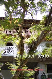 ein Baum vor einem weißen Gebäude in der Unterkunft Cabaña Vista Hermosa in San Rafael