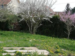 einen Garten mit einem Baum und einem Blumenfeld in der Unterkunft 14 Rue le Menestrel in Dreux