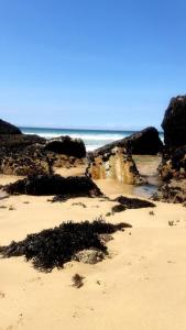 a beach with seaweed on the sand and the ocean at Chambre d'hôte & coin petit-déjeuner in Camaret-sur-Mer