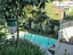 un arbre fruitier avec une lumière à côté d'une piscine dans l'établissement Castel Anita, à Marseille