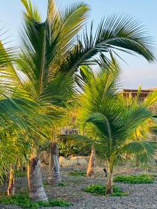 un grupo de palmeras en un campo en La Cabaña de Iza en Canoas