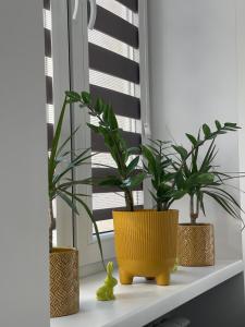 a shelf with three plants on a window sill at Nikifor Apartamenty Krynica-Zdrój in Krynica Zdrój
