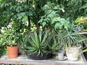 帕尔马Il villino della duchessa的相册照片