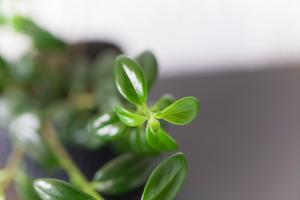 une plante verte à trèfle vert dans l'établissement Hotel Chalet La Sofia by Majuva, à Armenia